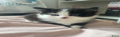 Domestic Shorthair 1