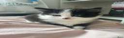 Domestic Shorthair cats for sale: 3 male domestic shorthair kittens - Advert 2