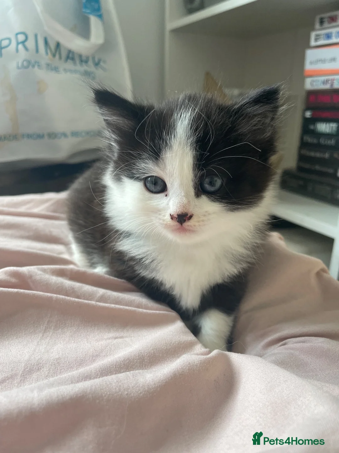 Domestic Shorthair cats for sale: 3 male domestic shorthair kittens - Advert 2