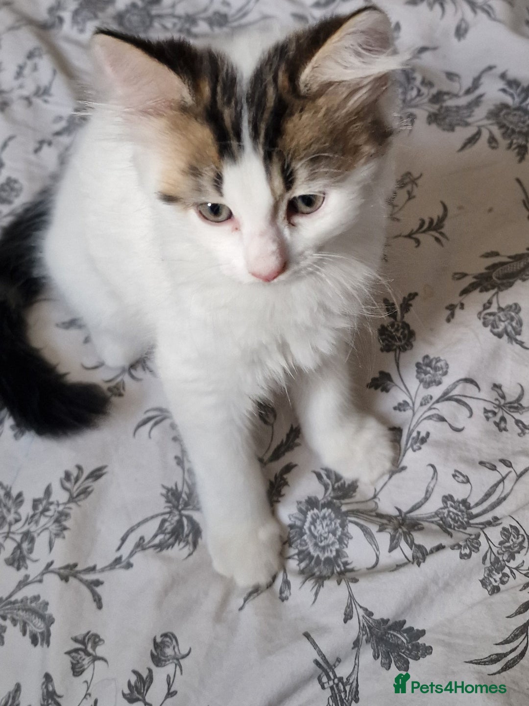 Persian cats for sale: Persian kitten for sale. - Image 5
