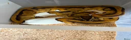 Python Snake reptiles for sale: Royal pythons  - Advert 21