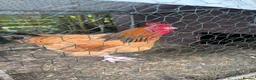 Chickens poultry for sale: 3 young buff ssusex roosters  in Bristol - Advert 3