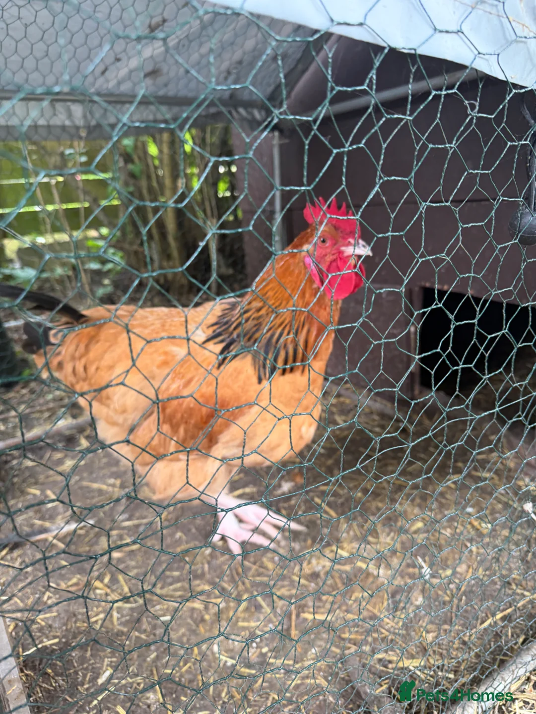 Chickens poultry for sale: 3 young buff ssusex roosters  in Bristol - Advert 3