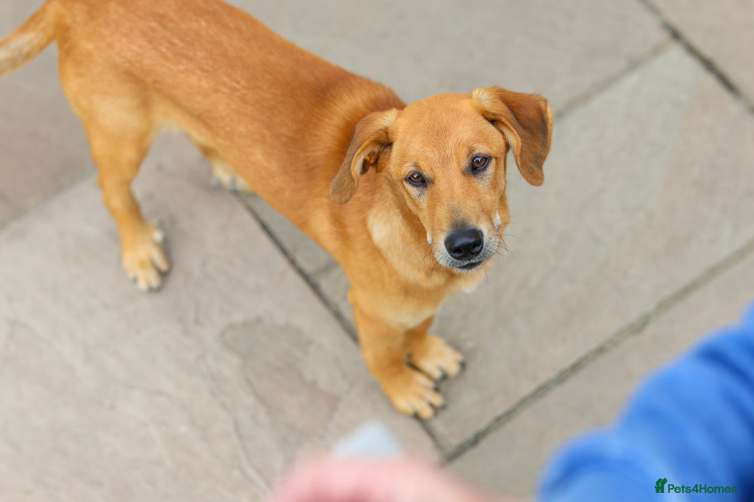 Mixed Breed dogs for adoption: Soft sweet Sophia - Image 25