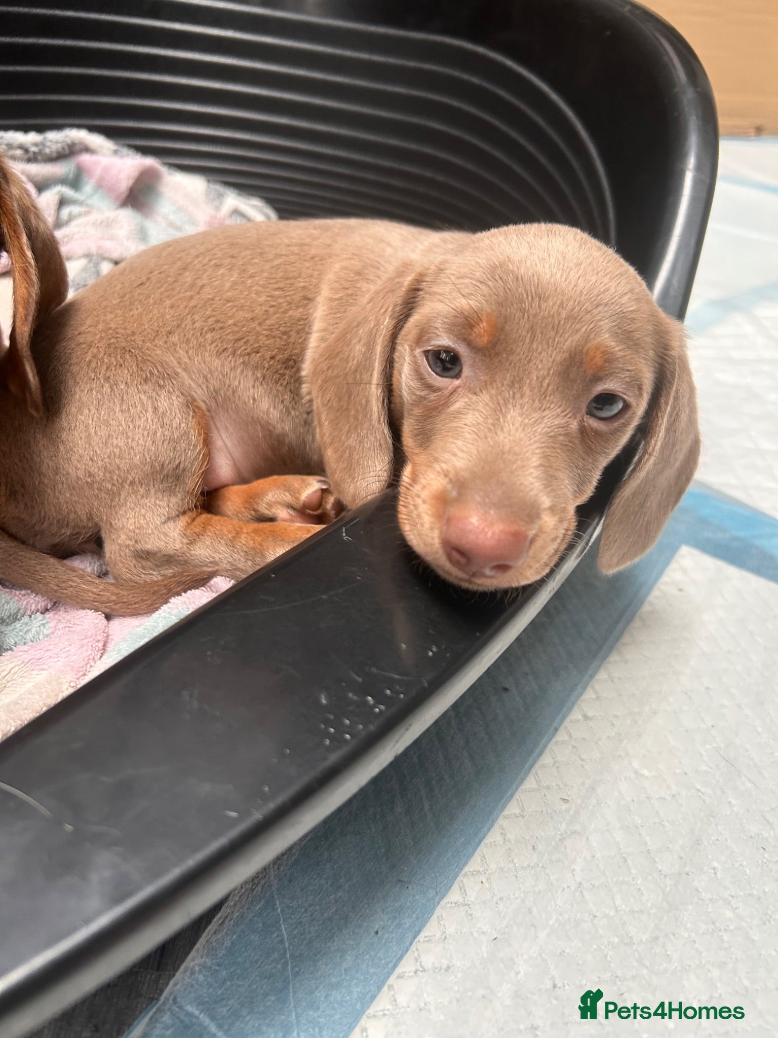 Miniature Dachshund dogs READY TO GO!! Female Mini Dachsund Puppy - Advert 5