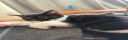 Mixed Breed cats for sale: Black and White Fluffy Male Kitten - Advert 13
