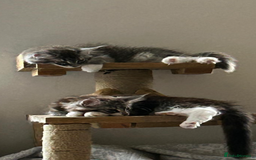Maine Coon cats for sale: TICA Registered Maine Coons - Image 8