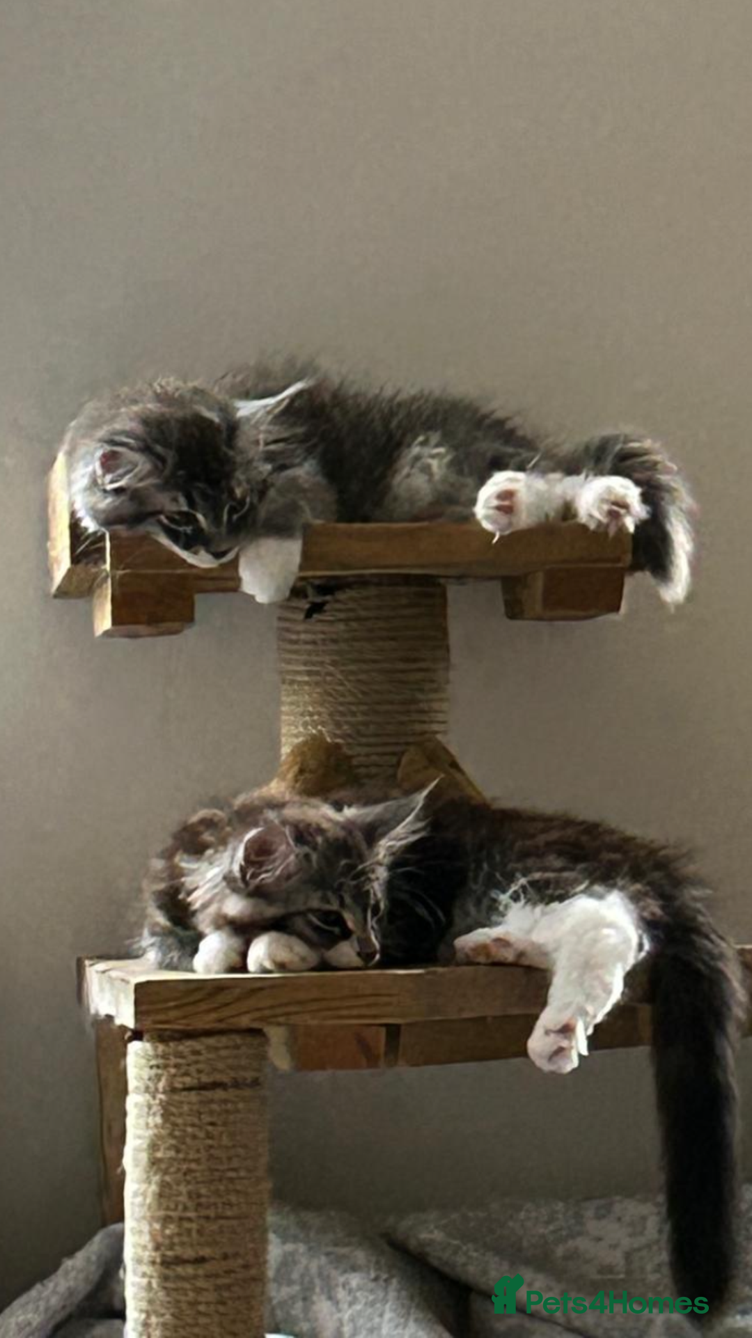 Maine Coon cats for sale: TICA Registered Maine Coons - Image 8