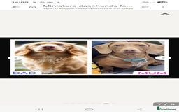 Miniature Dachshund dogs for sale: Miniature Dachshund shaded cream baby girl - Image 4