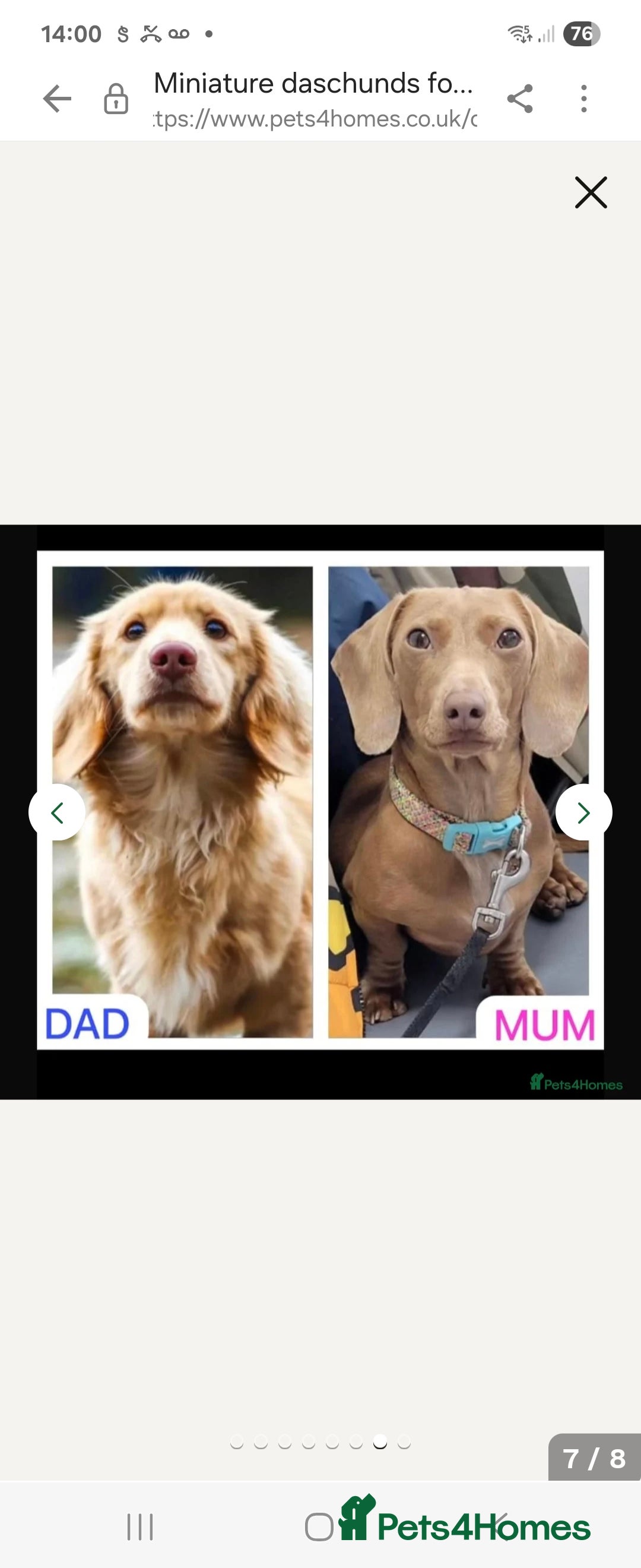 Miniature Dachshund dogs for sale: Miniature Dachshund shaded cream baby girl - Image 4