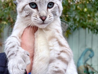 Savannah cats Awesome snow leopard Keetso male - Advert 4