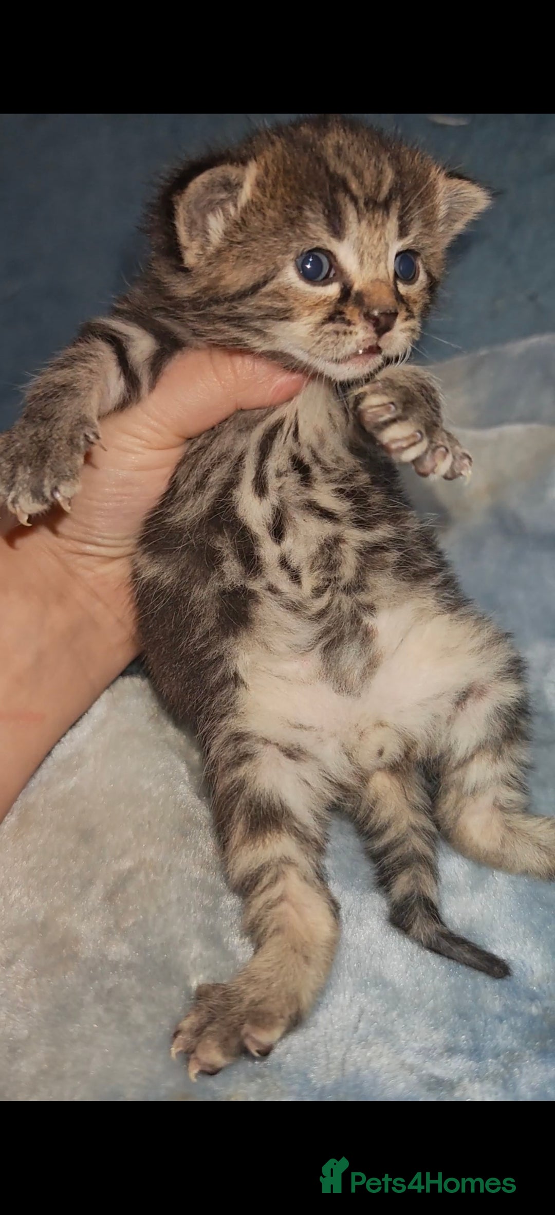 Mixed Breed cats for sale: Beautiful kittens  - Advert 23