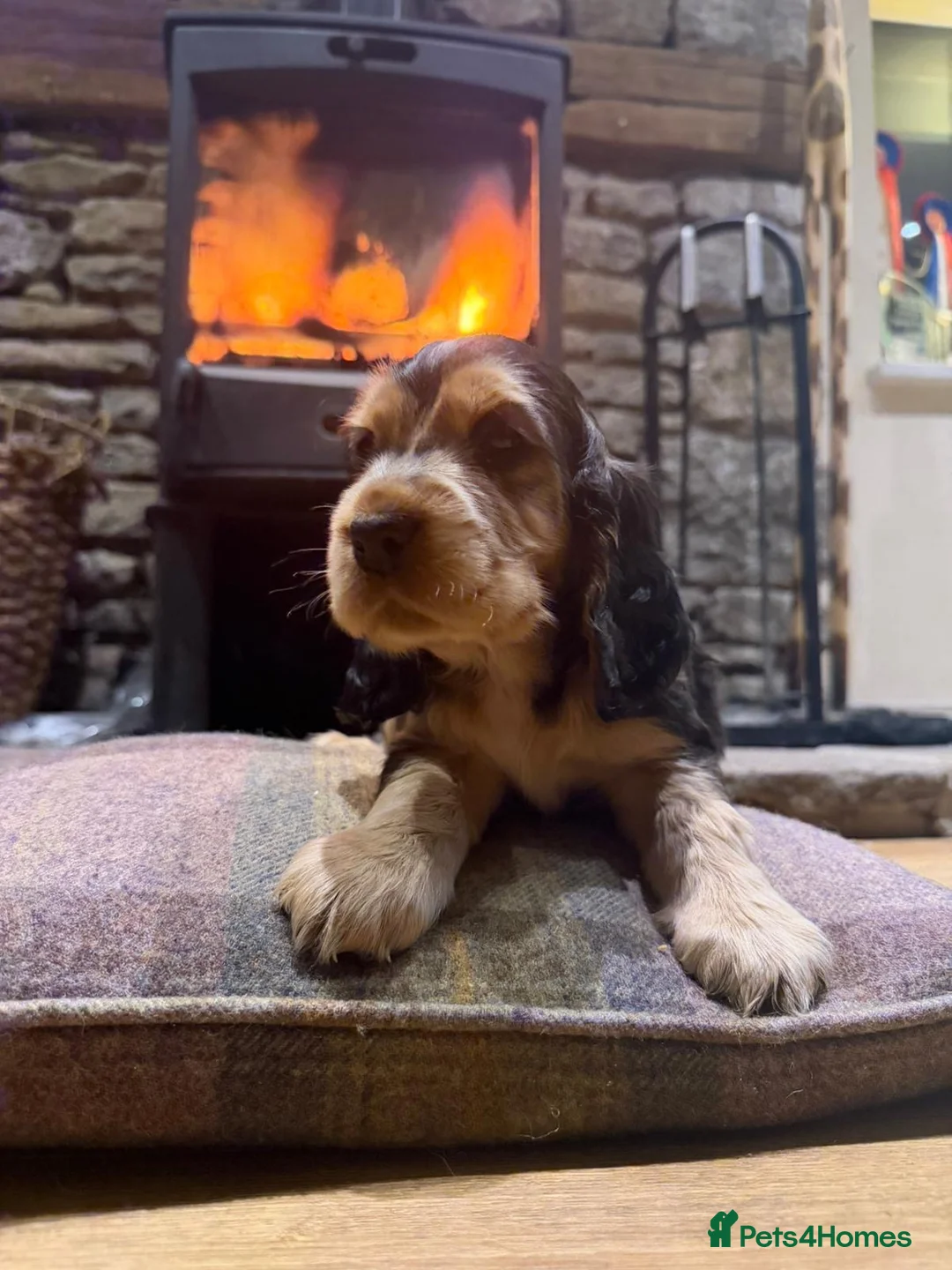 Cocker Spaniel dogs for sale: Stunning sable show cocker puppies in Kendal - Advert 3