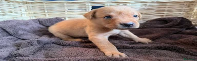 Labrador Retriever Puppy 5 - Orange