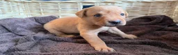Labrador Retriever dogs for sale: Fox Red KC Reg labrador puppies PL14 - Advert 8