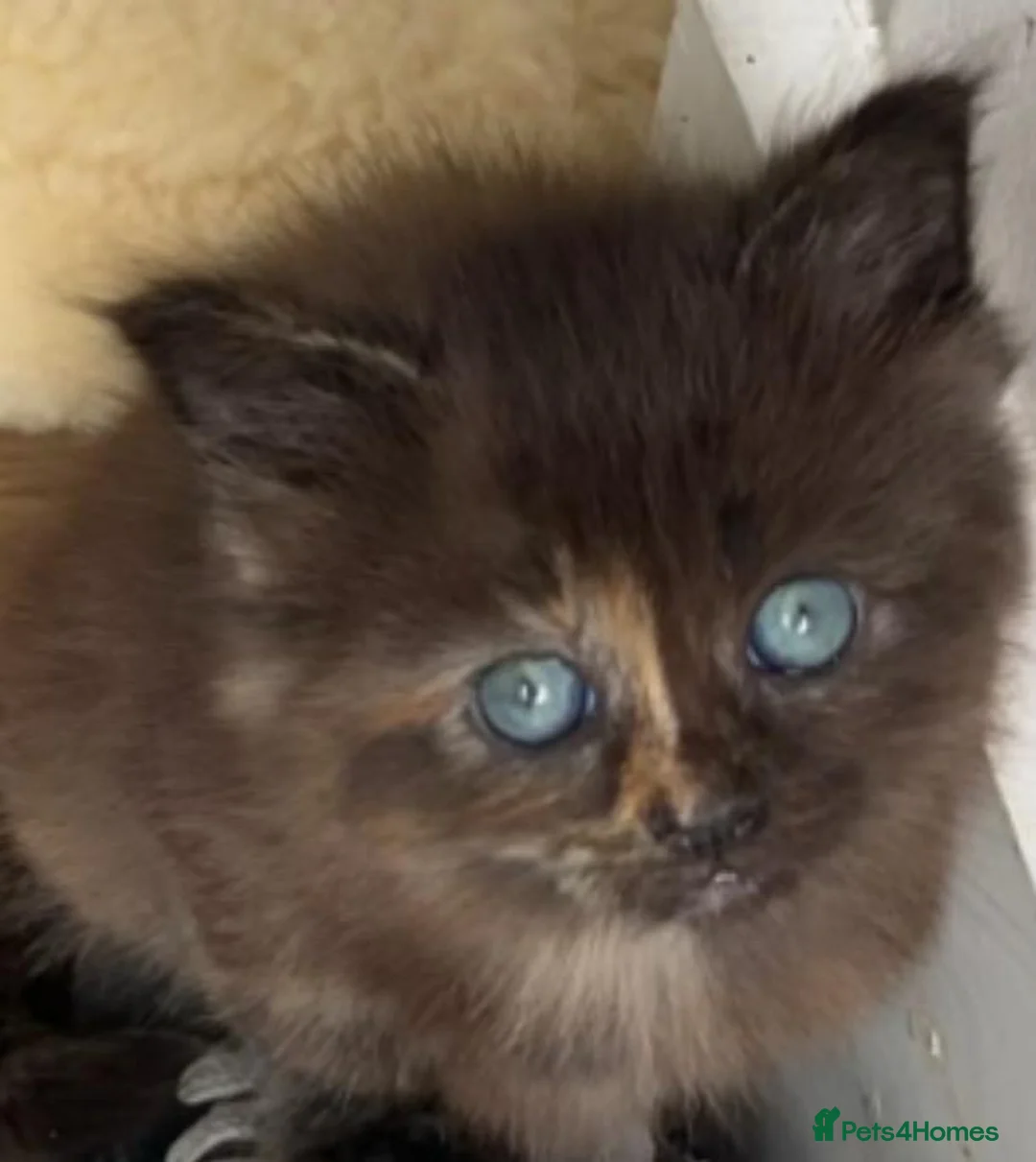 Mixed Breed cats for sale: Half-Ragdoll Kittens for Sale ❤️ - Advert 7