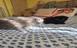 Mixed Breed cats for sale: Mixed breed kittens - Advert 7