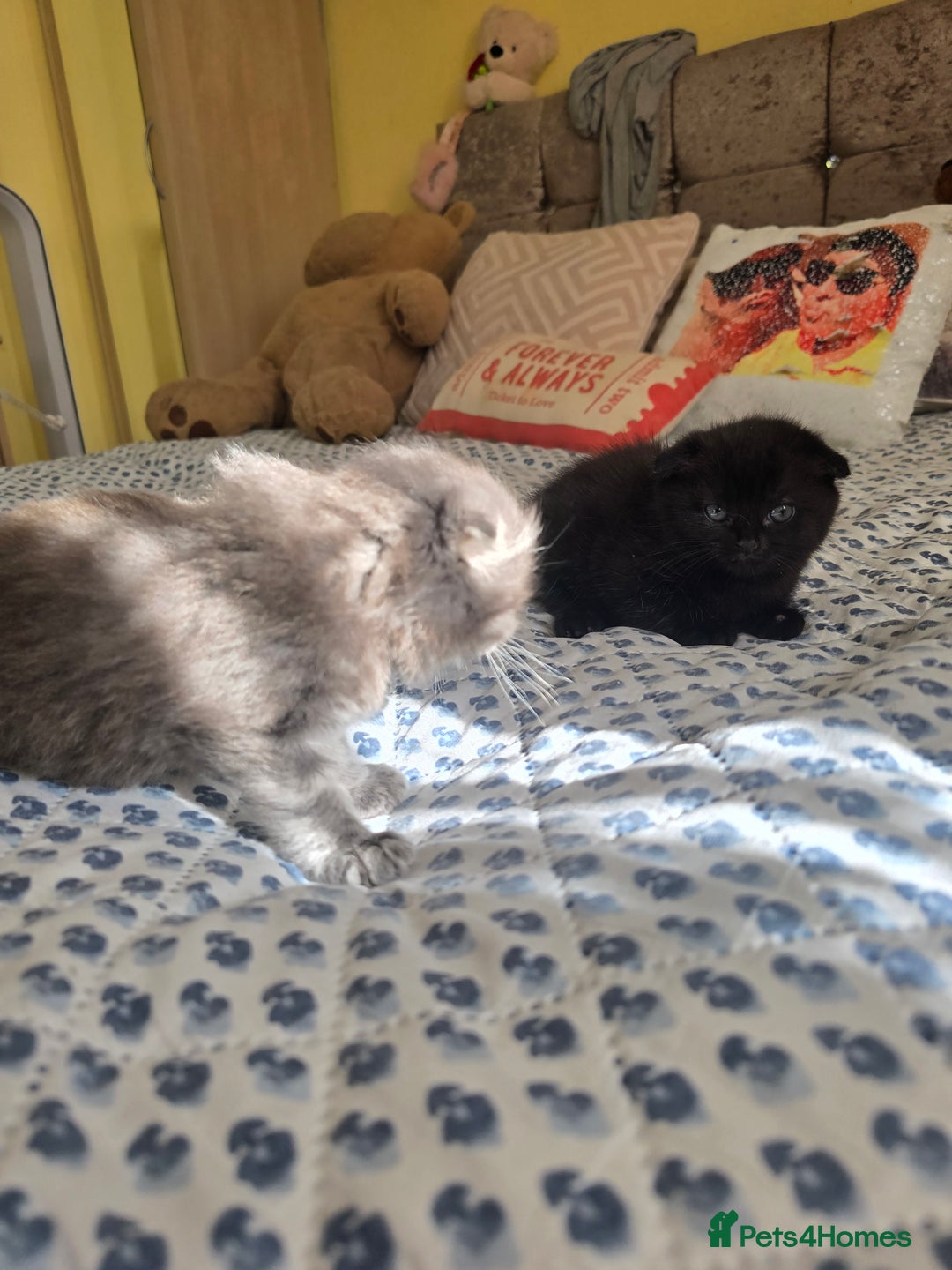 Mixed Breed cats for sale: Mixed breed kittens - Advert 7