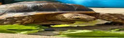 Tortoise reptiles for sale: Male sulcata tortoise for sale  - Advert 5