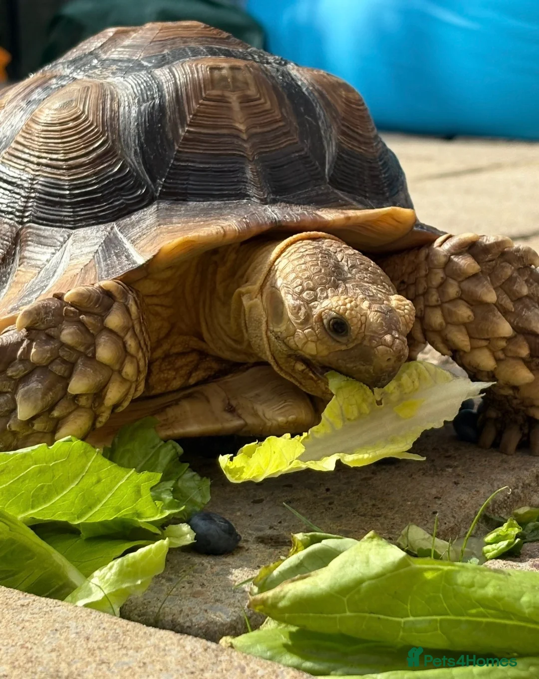 Tortoise reptiles for sale: Male sulcata tortoise for sale  - Advert 5