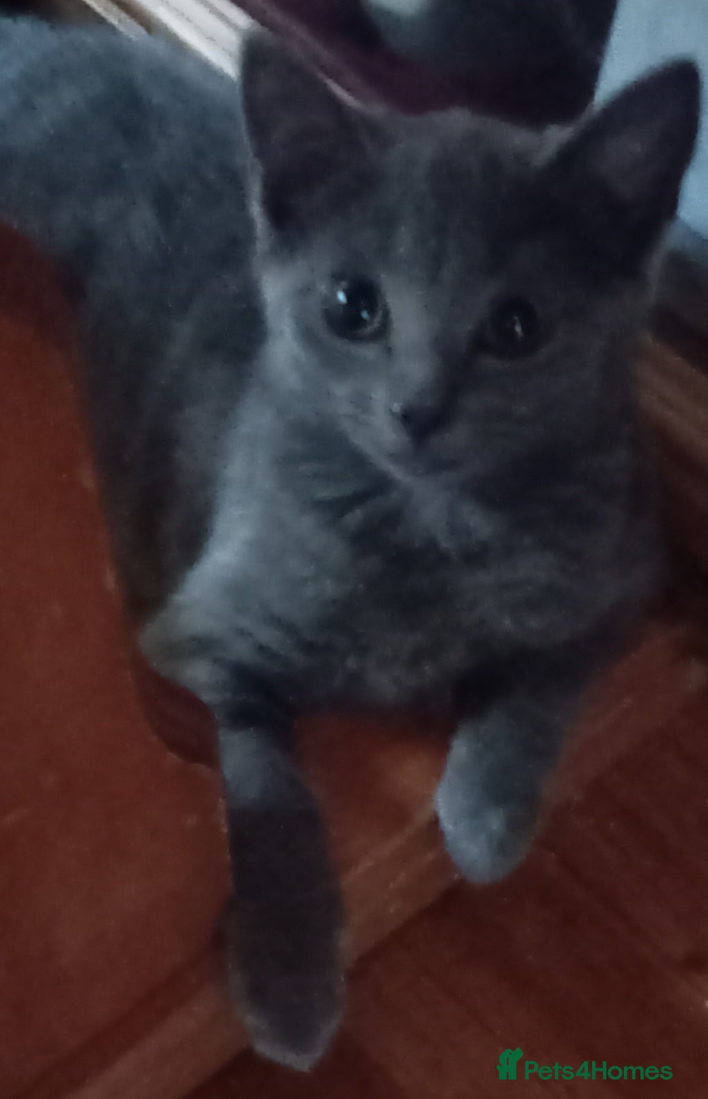 British Shorthair cats British shorthair kittens - Advert 2