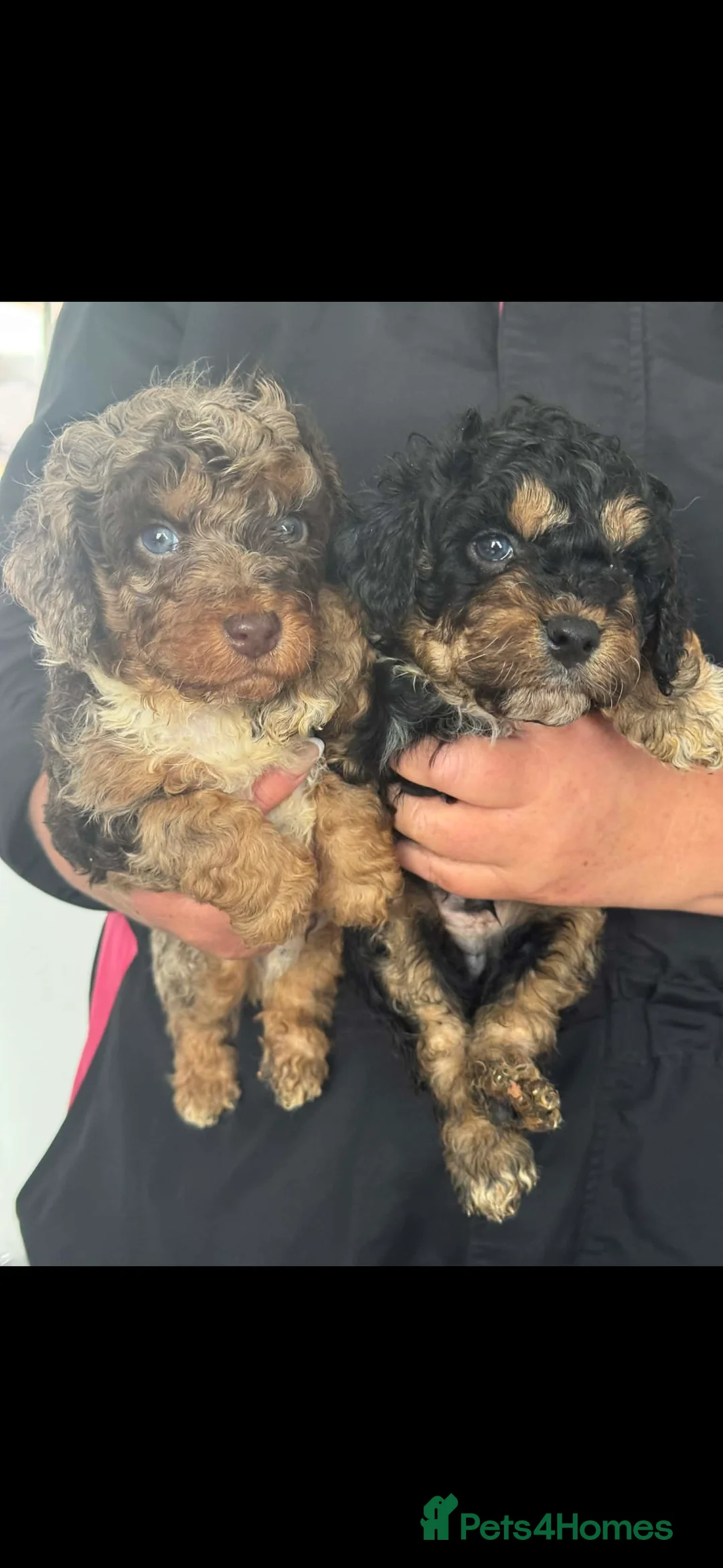 Cavapoo dogs for sale: F1B Cavapoos  - Advert 6
