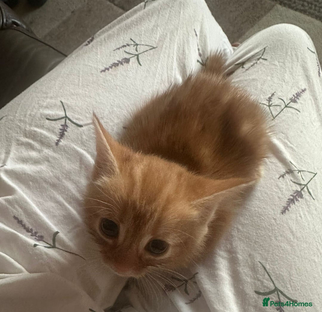 Mixed Breed cats for sale: Ginger girl very rare in Dudley - Image 1