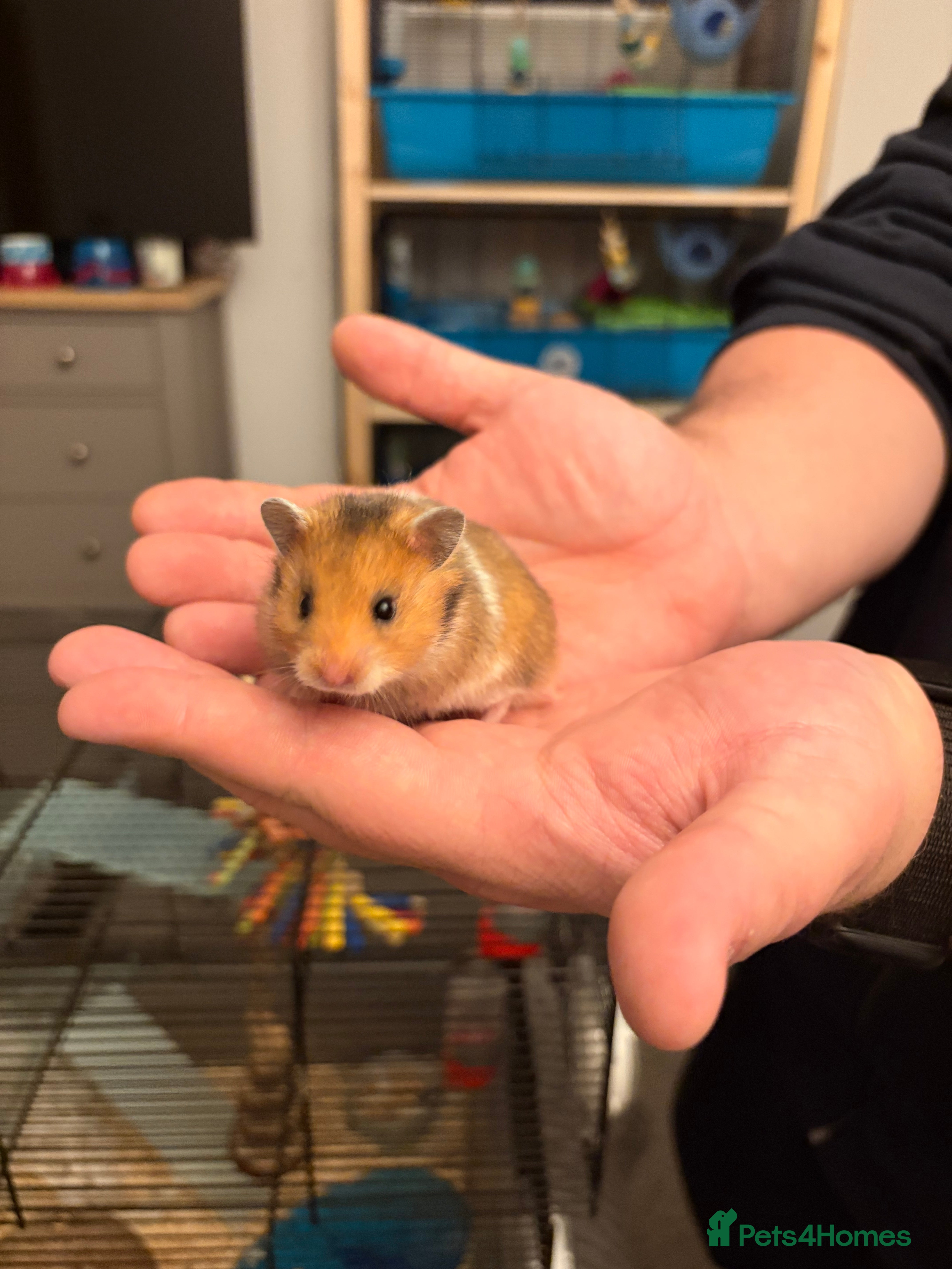 Hamster rodents Syrian Hamsters - Advert 11