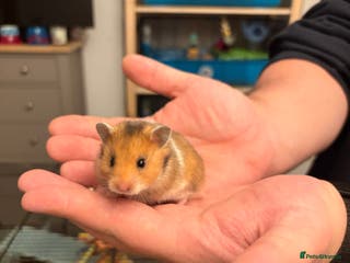 Hamster rodents Syrian Hamsters - Advert 11