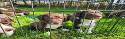 Sprollie dogs for sale: Sprollie Puppies in Dunmow - Advert 4