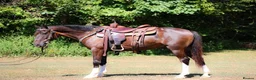 Welsh Section A horses for sale: Brook's - Brown Gelding Welsh Quarter Pony - Advert 4