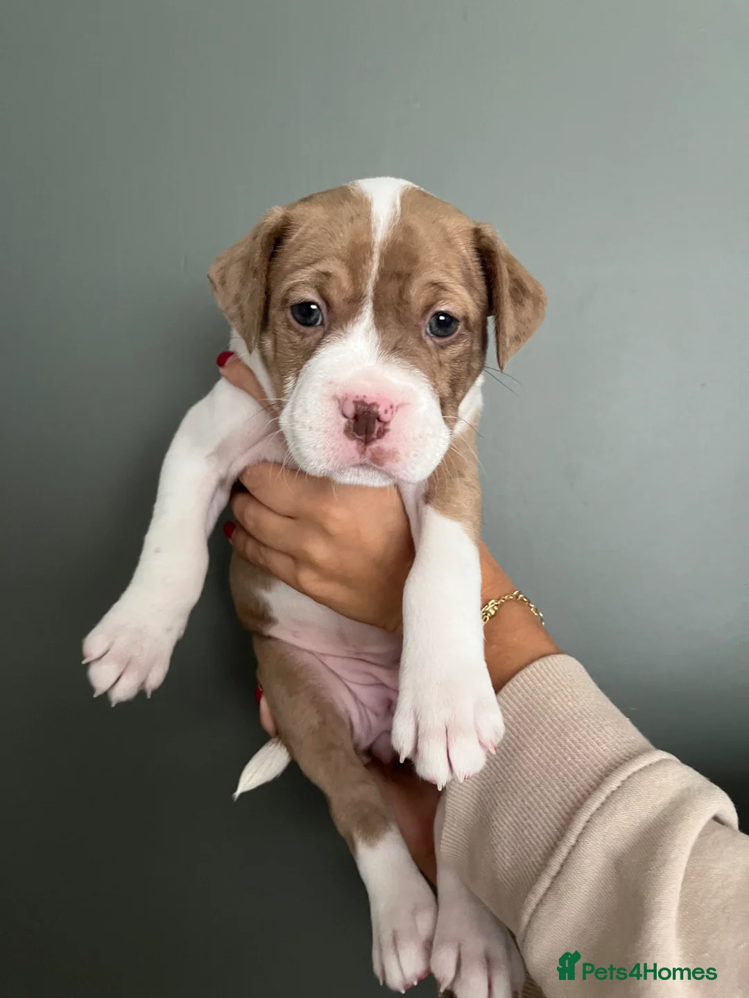 Mixed Breed dogs for sale: ⭐️Ready to leave⭐️ Beautiful Bully x staffy pups - Advert 33
