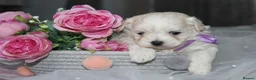 Maltipoo dogs for sale: True Mini Maltipoo F1 Puppies – Babyface Girls - Advert 2
