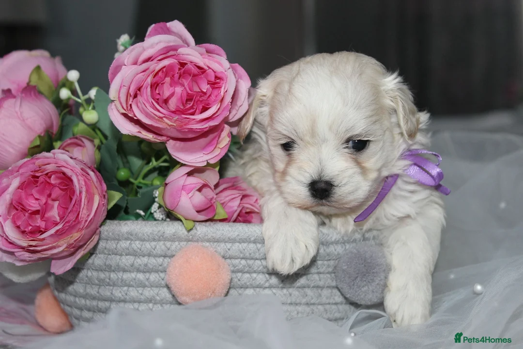 Maltipoo dogs for sale: True Mini Maltipoo F1 Puppies – Babyface Girls - Advert 2