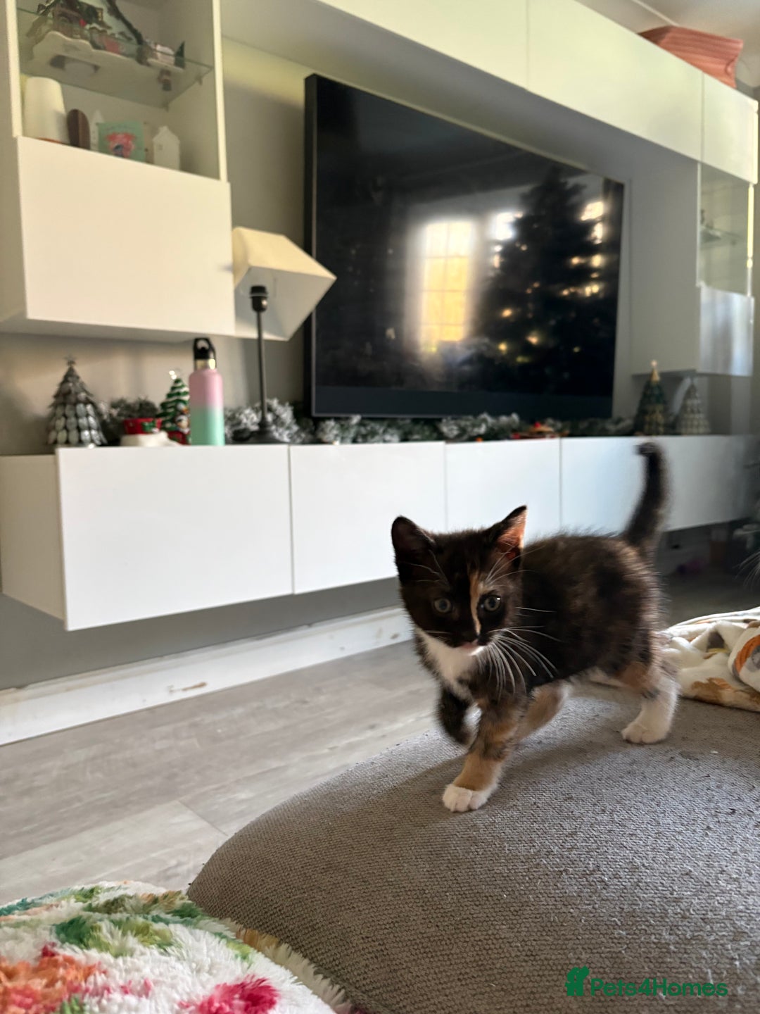 RagaMuffin cats for sale: Beautiful Ragamuffin Kittens Ready December 24th   - Advert 4