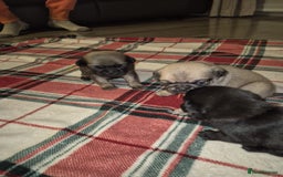 Pug dogs for sale: Pug puppies 🐶  - Image 4