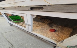 Mini Lop rabbits for sale: Mini lop rabbits  - Image 6