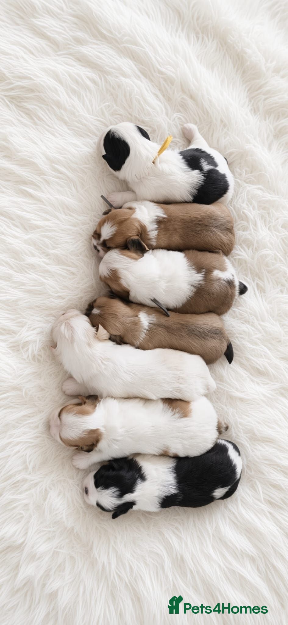 Lhasa Apso dogs KC REG LHASA APSO PUPS  - Advert 2