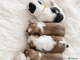 Lhasa Apso dogs KC REG LHASA APSO PUPS - Advert 2