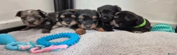 Yorkshire Terrier dogs for sale: Gorgeous Lilliputian Yorkies available  - Advert 9