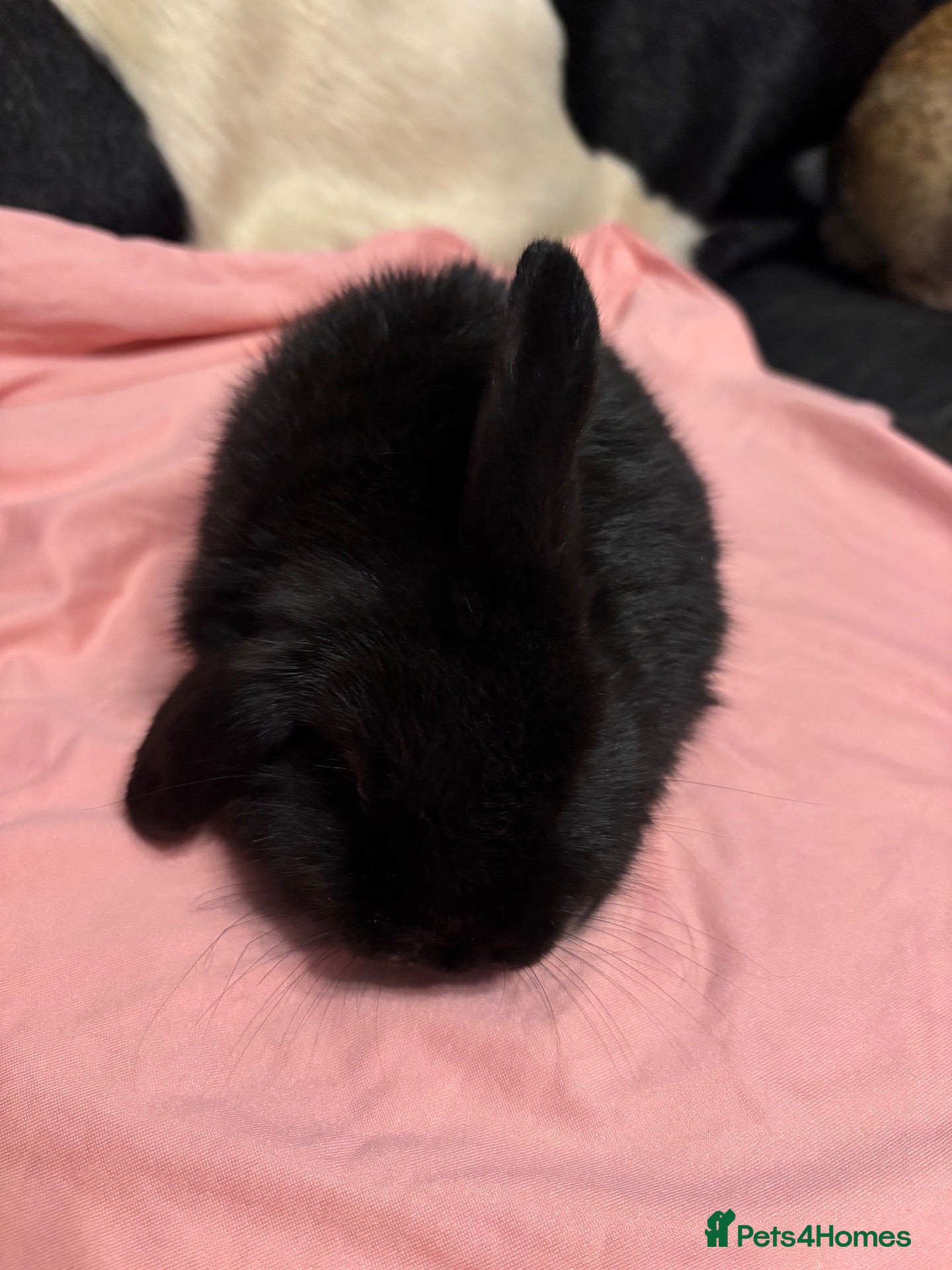 Mini Lop rabbits Baby mini lops💗🩵 - Advert 1