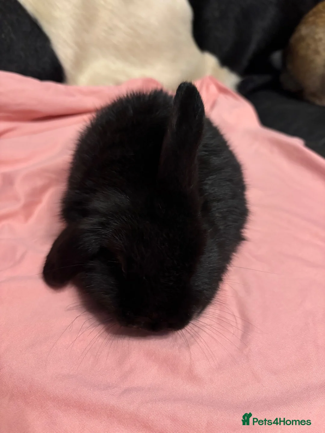 Mini Lop rabbits for sale: Baby mini lops💗🩵 - Advert 1