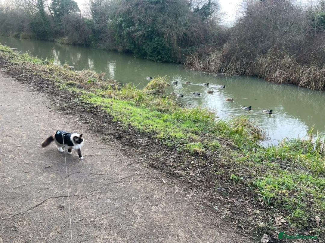 Ragdoll cats for sale: Home Wanted - Advert 2