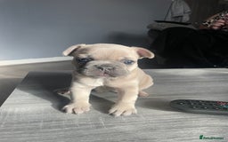 French Bulldog dogs for sale: French bulldog  - Image 2