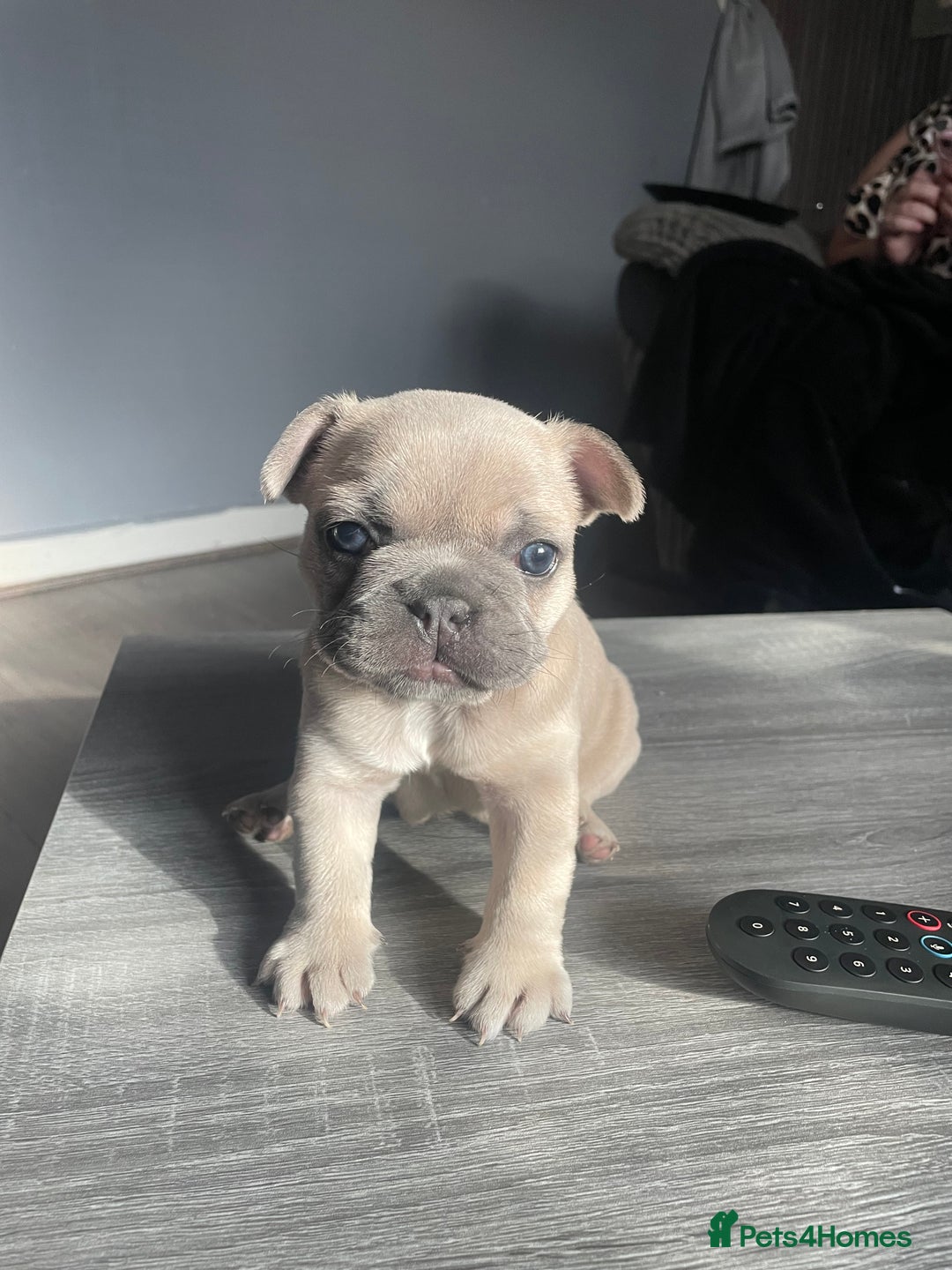 French Bulldog dogs for sale: French bulldog  - Image 2