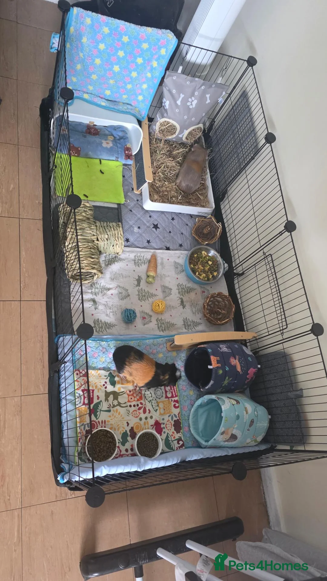 Guinea Pig rodents for sale: Two Male Guinea Pigs Looking for a Loving New Home - Advert 6