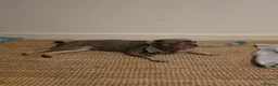 Frug dogs for sale: 1 year old Puppy For Sale in Fareham - Advert 6