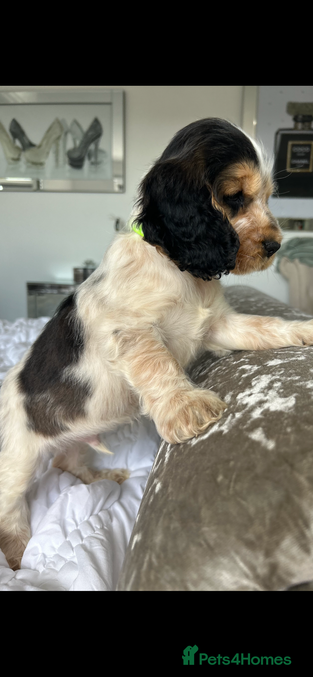 Cocker Spaniel dogs for sale: OUTSTANDING KC REG SHOW COCKER SPANIEL PUPPIES  - Image 15