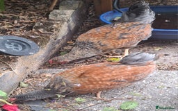 Chickens poultry for sale: Cream legbars and mixed Cockerels  - Image 7