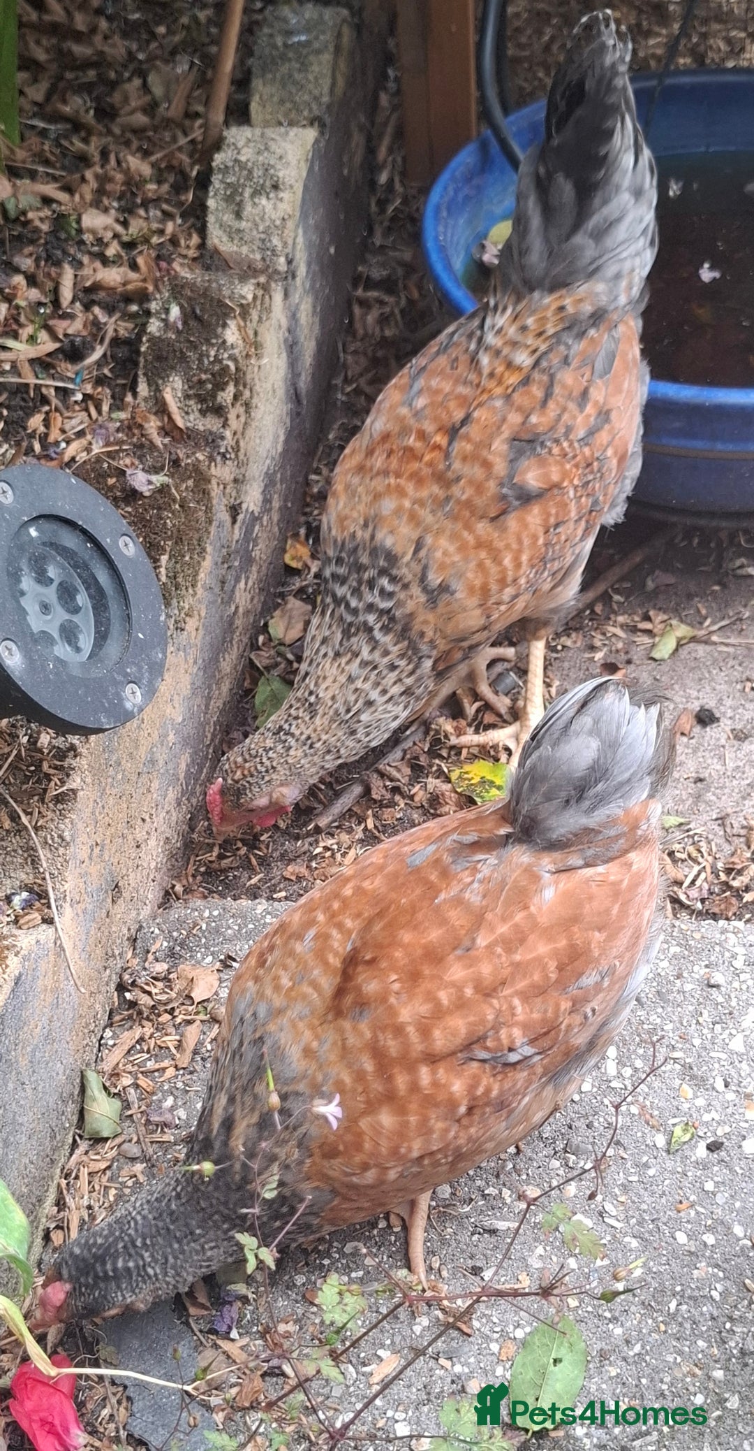 Chickens poultry for sale: Cream legbars and mixed Cockerels  - Image 7
